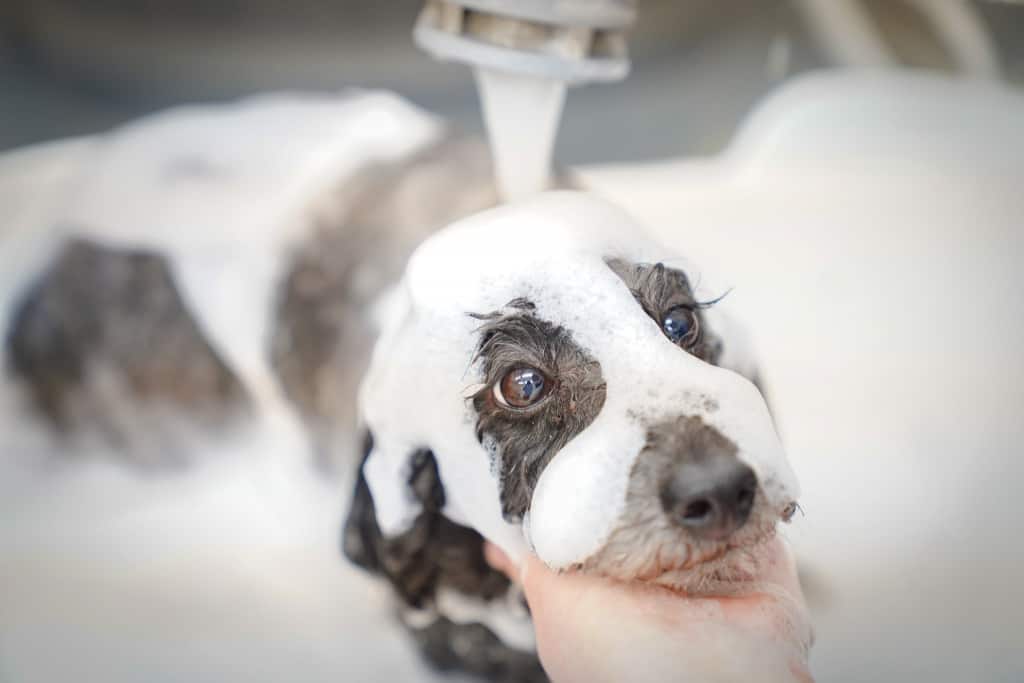 宇都宮市吉野にあるトリミングサロンWHIP（ホイップ）