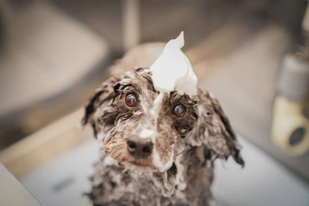 宇都宮市吉野にあるトリミングサロンWHIP（ホイップ）
