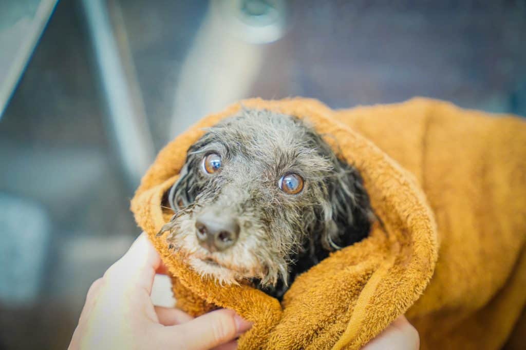 宇都宮市吉野にあるトリミングサロンWHIP（ホイップ）