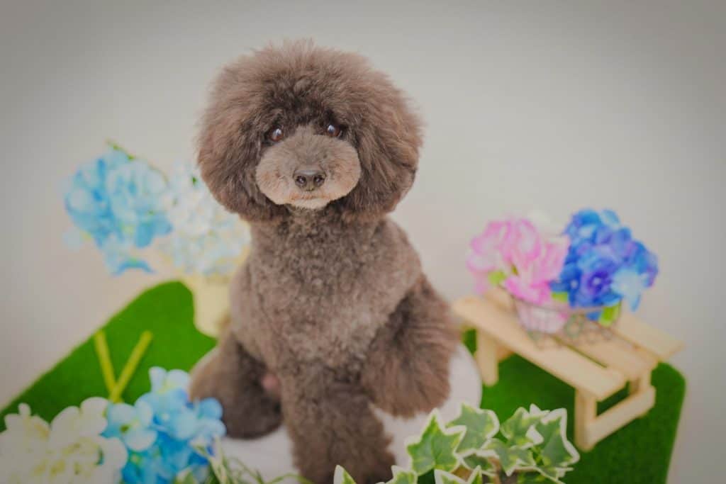 宇都宮市吉野にあるトリミングサロンWHIP（ホイップ）