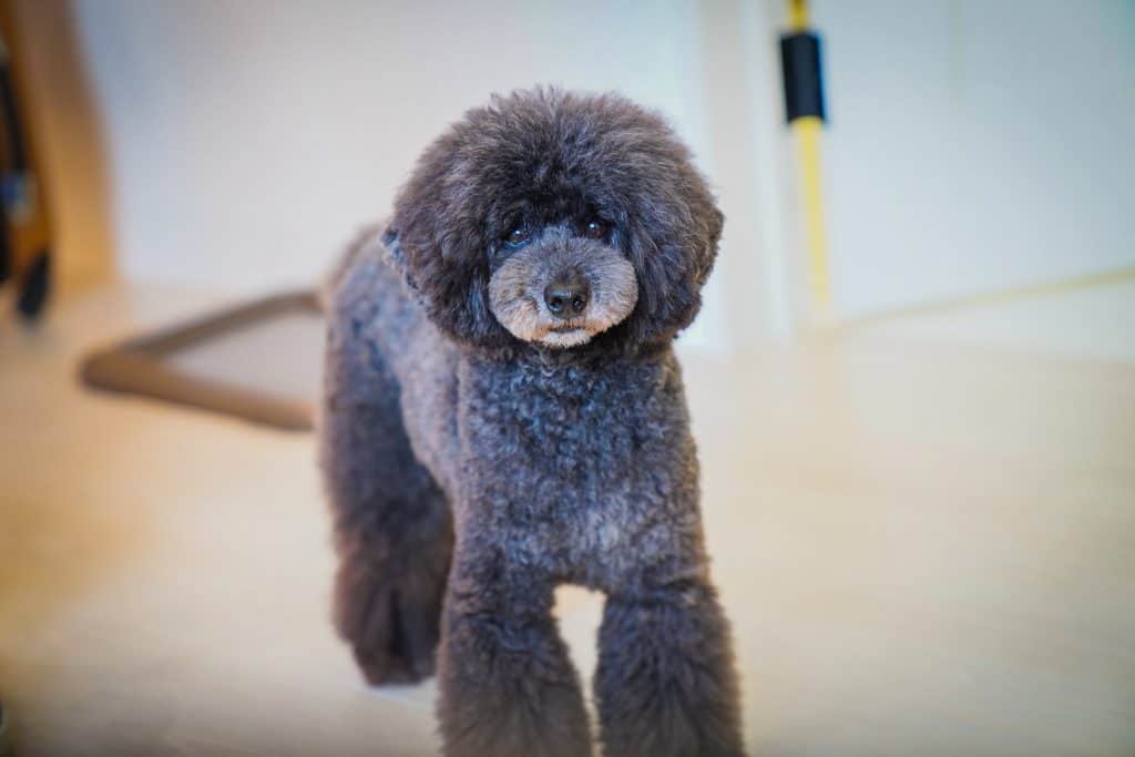 宇都宮市吉野にあるトリミングサロンWHIP（ホイップ）