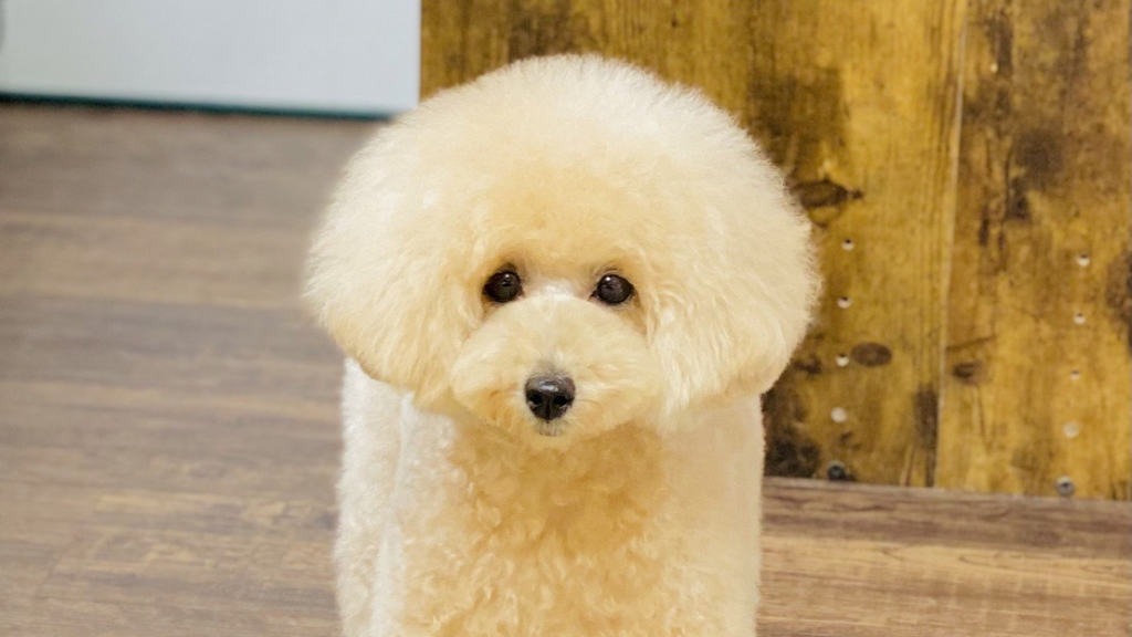 宇都宮市吉野にあるトリミングサロンWHIP（ホイップ）